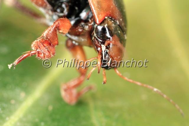 agabus bipustulatus.JPG - Agabus bipustulatusDytique (portrait)Water beetleColeoptera, DytiscidaePyrénées Atlantiques, France